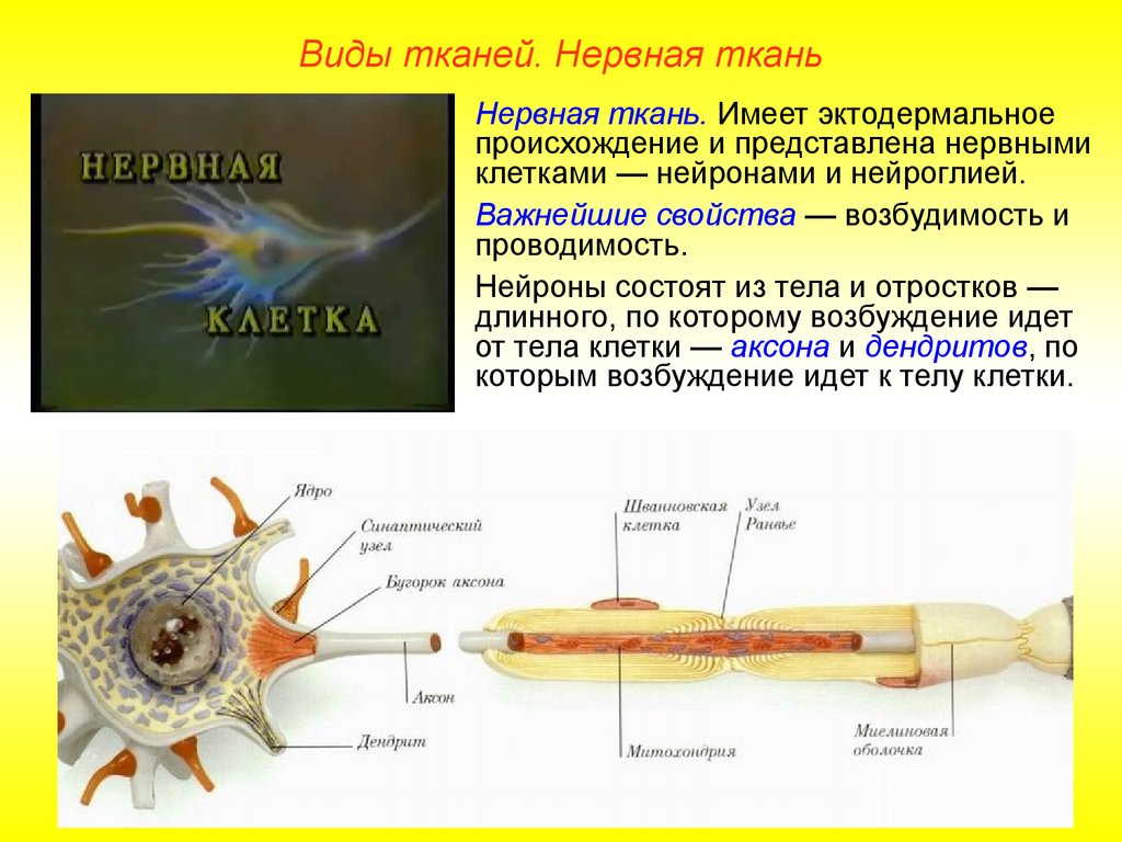 Нервная ткань органы. Возбудимость нервной ткани. Происхождение нервной ткани. Проводимость нервных клеток. Возбудимость и проводимость нейронов.
