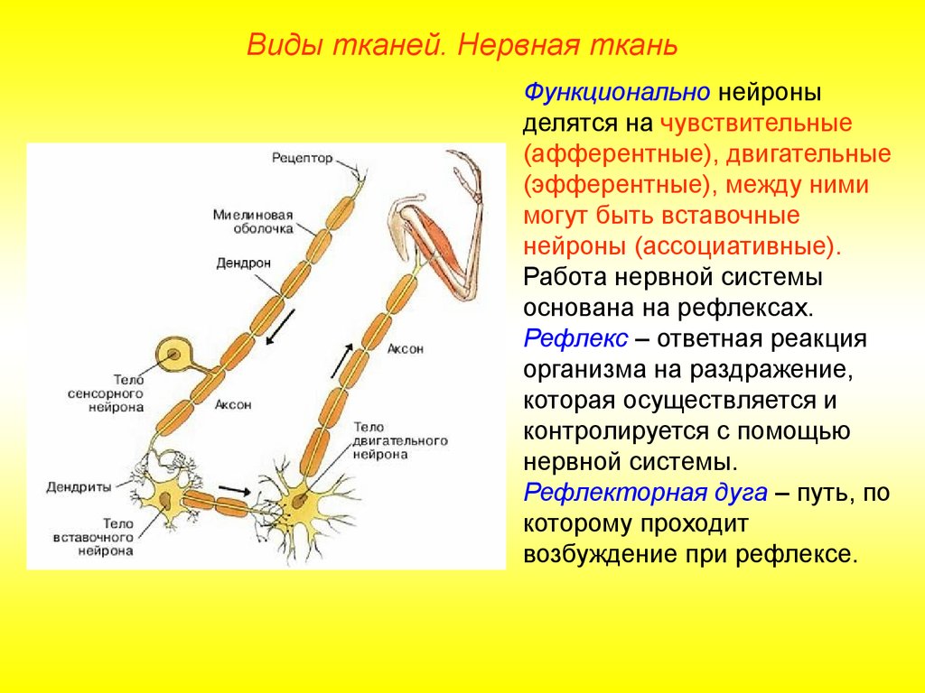 Двигательные реакции организма. Вставочные Нейроны соматической нервной системы. Вставочный Нейрон функции. Вставочный Нейрон строение. Нервная система строение нейрона.