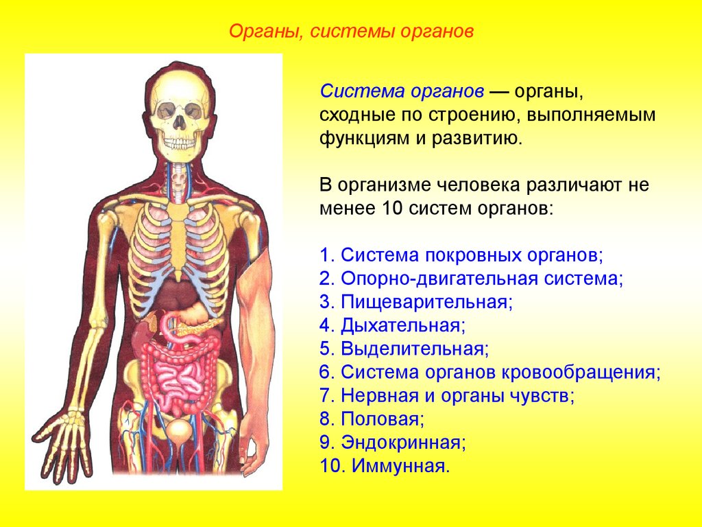 Множественный организм. Перечислите основные системы органов. Перечислить системы органов в организме человека. Перечислите 8 систем органов человека. Перечислите системы органов человека и их функции.