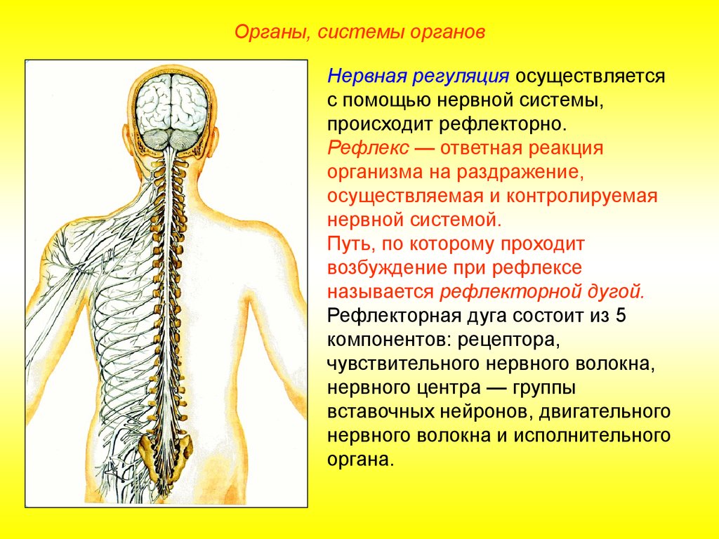 Системой органов является. Органы и системы органов. Нервная регуляция осуществляется с помощью. Нервная система человека. Рефлекс ответная реакция на раздражение осуществляемая.