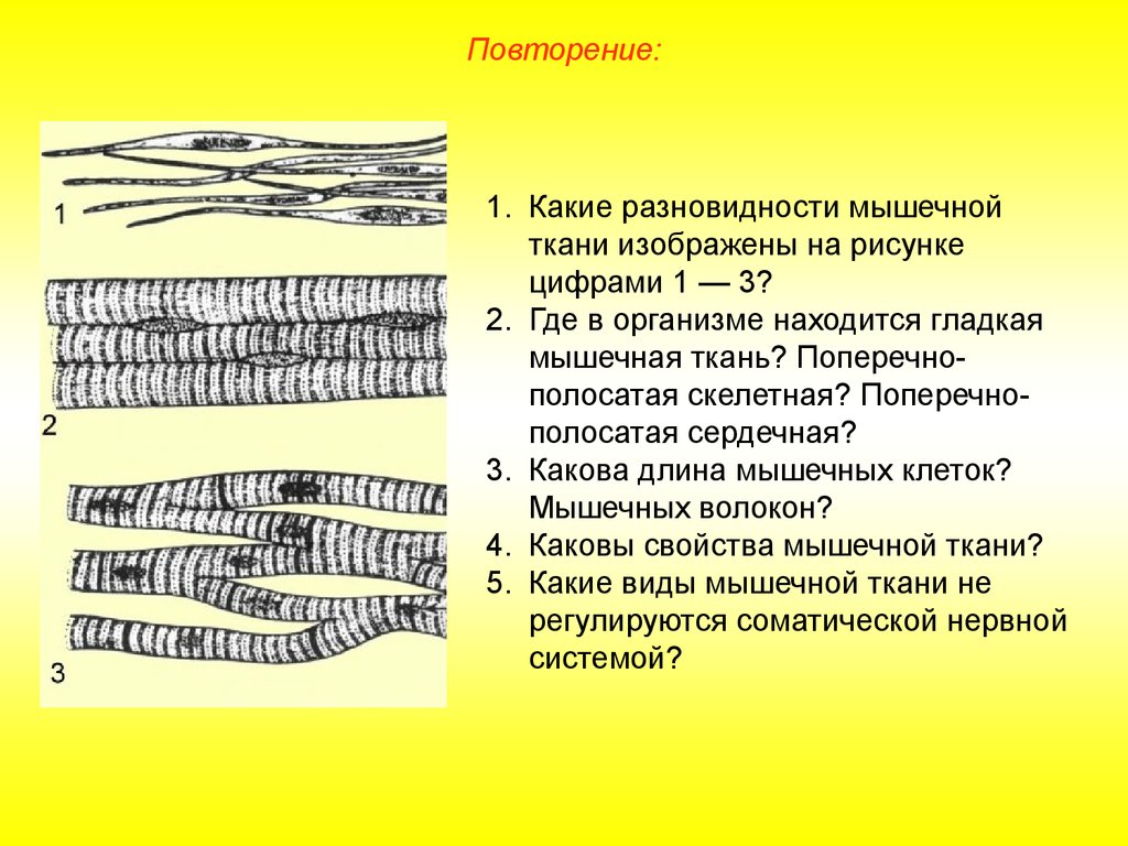 Какая ткань изображена на рисунке. Поперечно полосатая мышечная ткань 1 правильный ответ. Поперечно мышечная ткань образует. Поперечно-полосатая мышечная ткань. 1 Мышечные клетки. Поперечнополосатая исчерченность мышечных тканей образована:.