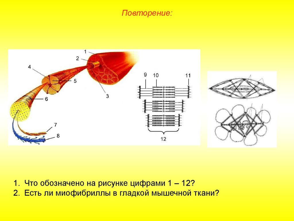 Какими цифрами обозначены изображения мышечной ткани. Миофибриллы в гладкой мышечной. Есть ли миофибриллы в гладкой мышечной ткани. Мышечная ткань обозначенная цифрой 1,. Есть ли миофибриллы гладкой мускулатуре.