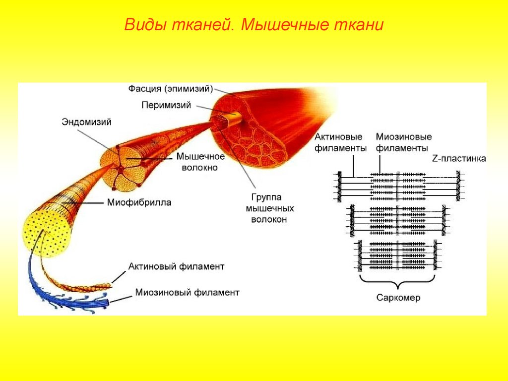 Ткани органы и системы органов. Эпимизий скелетной мышцы. Строение мышцы эндомизий. Строение мышцы эндомизий перимизий. Эндомизий скелетной мышцы.