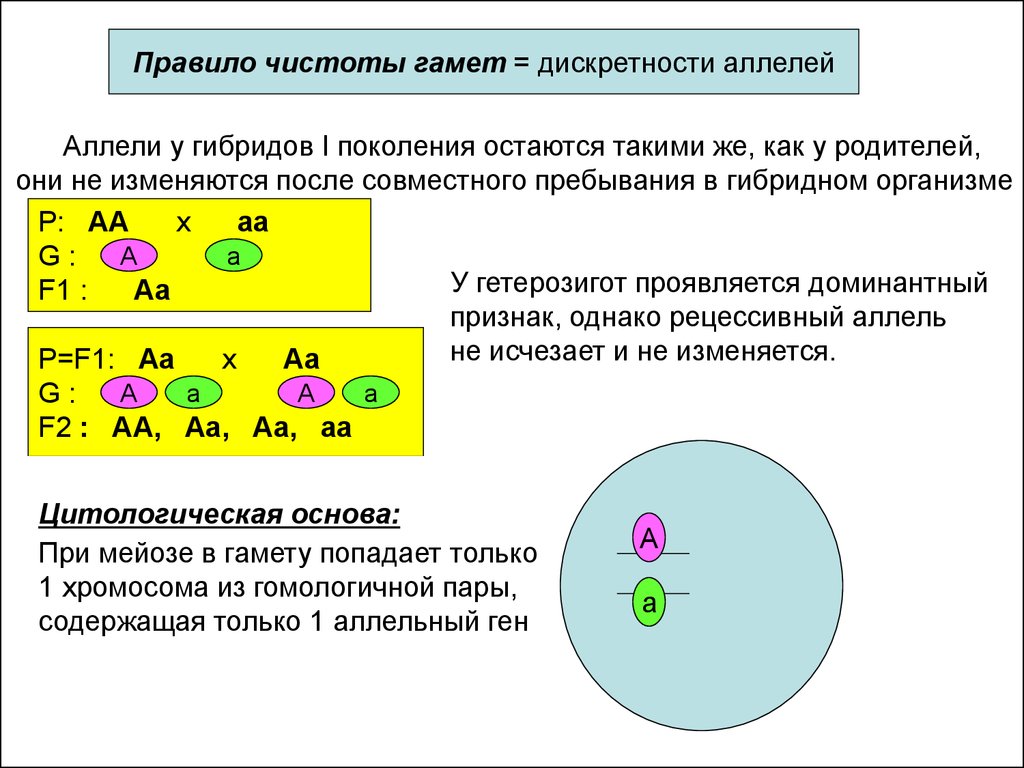 Закон чистоты гамет схема