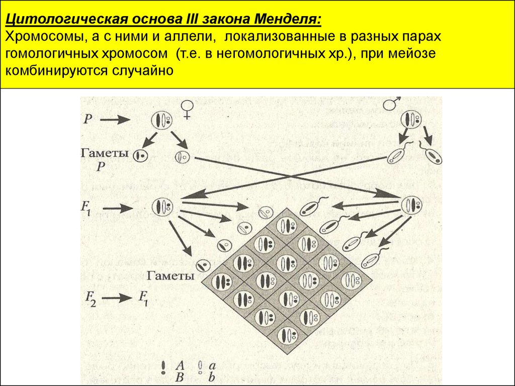 Объединение двух негомологичных хромосом в одну