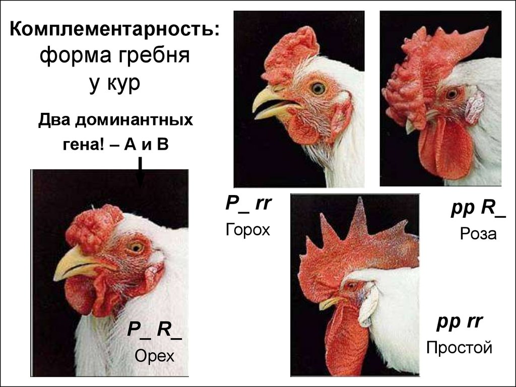 Форма гребня у кур. Наследование формы гребня у кур. Комплементарность генетика форма гребня у кур. Наследование формы гребня у кур комплементарное взаимодействие. Гребень куриц комплементарность.