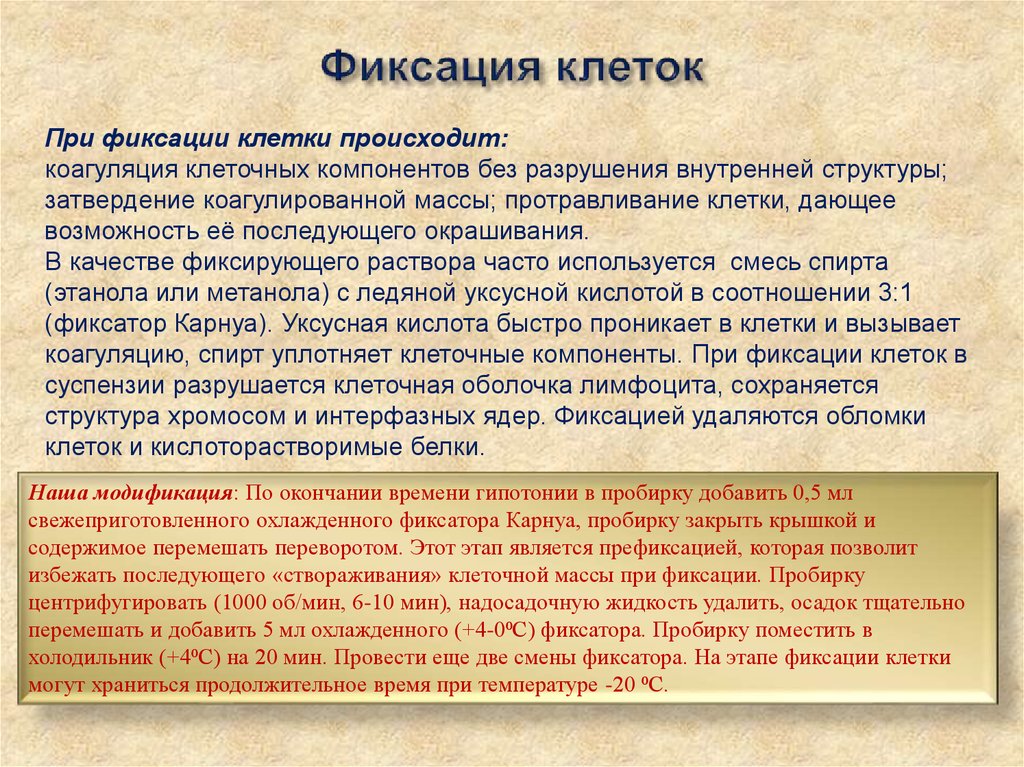 Методы изучения фиксированных клеток. Клетки фиксируют. Фиксированный препарат микробиология. Клетки фиксируют. Методы фиксации в гистологии.