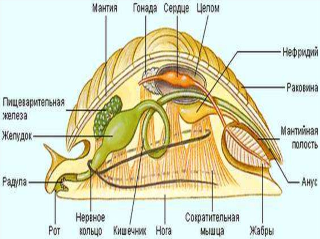 Вторичная полость тела моллюска. Строение мантийной полости моллюска. Мантийная полость у моллюсков. Мантия брюхоногих моллюсков. Строение моллюска мантия и мантийная полость.