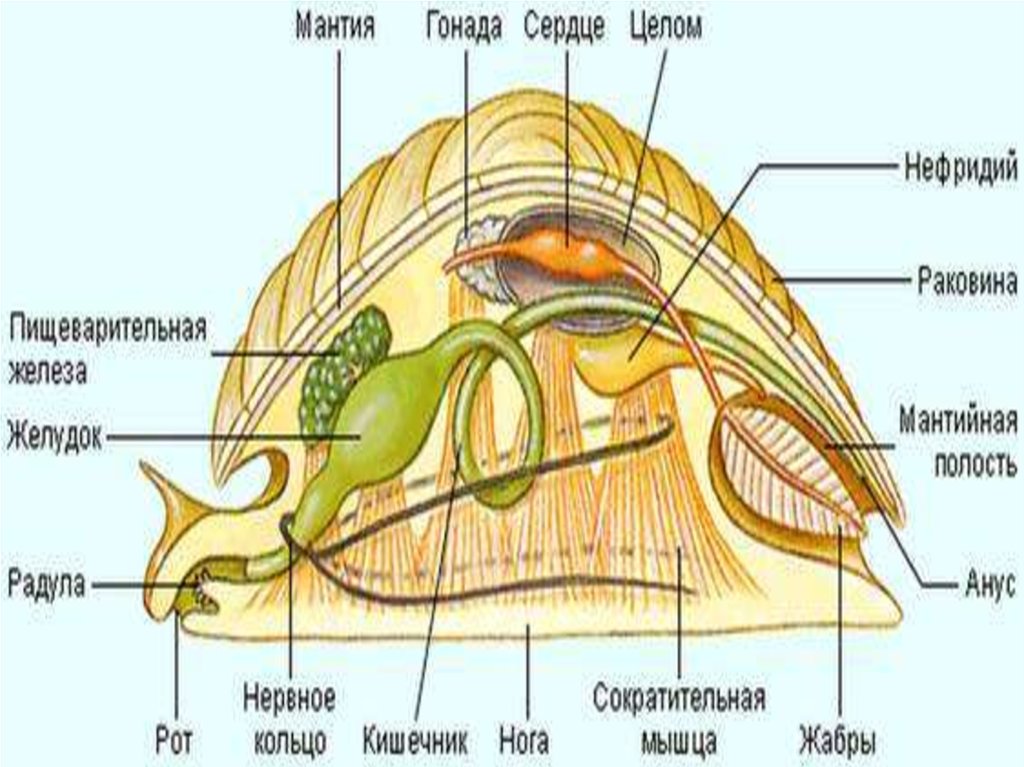 Организм моллюски. Строение тела брюхоногих моллюсков. Тип моллюски строение. Мантийная полость у брюхоногих моллюсков. Мантия и мантийная полость у моллюсков.