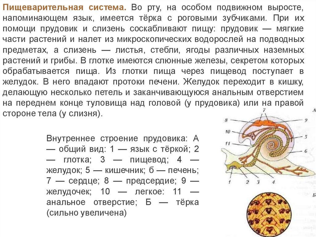 Обыкновенный организм. Внутреннее строение прудовика 7 класс. Внутреннее строение слизня. Орган пищеварительной системы прудовика. Функции туловища у прудовика.