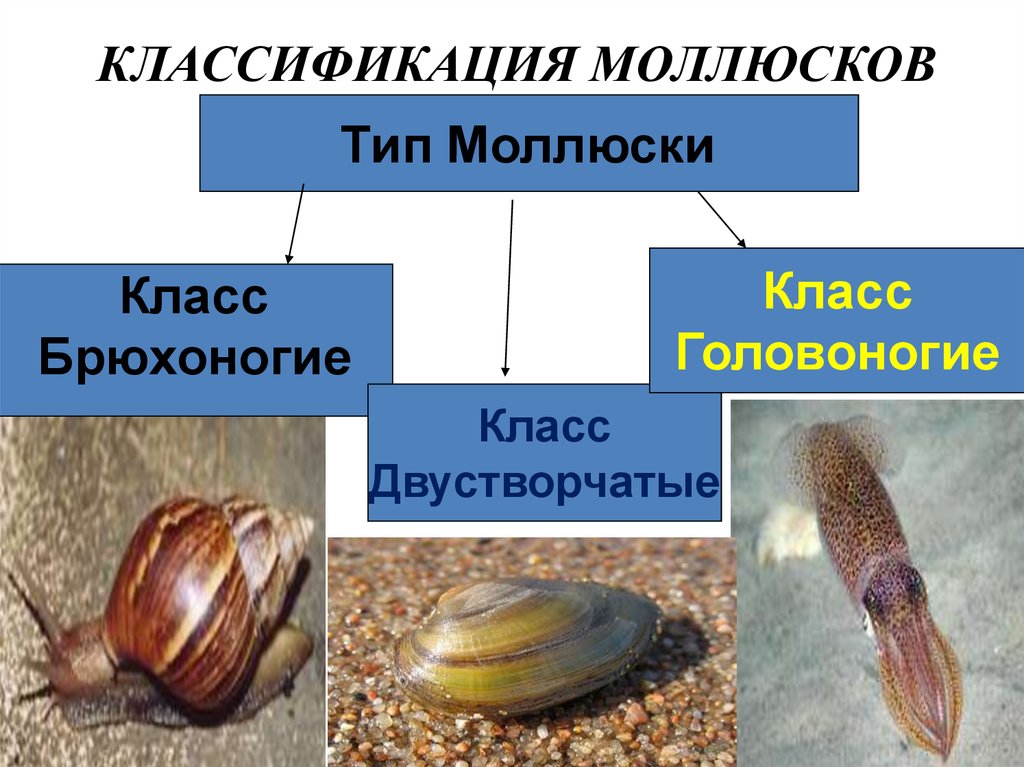 Типу моллюсков относят