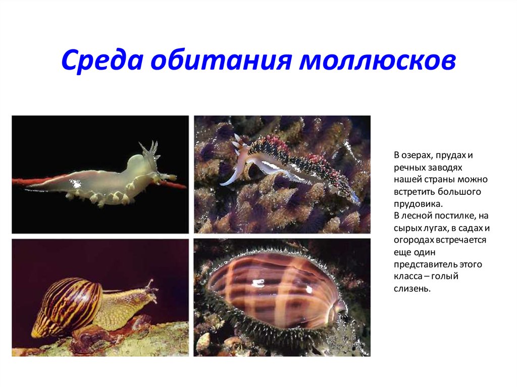 Какой тип развития характерен для прудовика обыкновенного. Тип моллюски среда обитания. Обитание моллюсков брюхоногих.