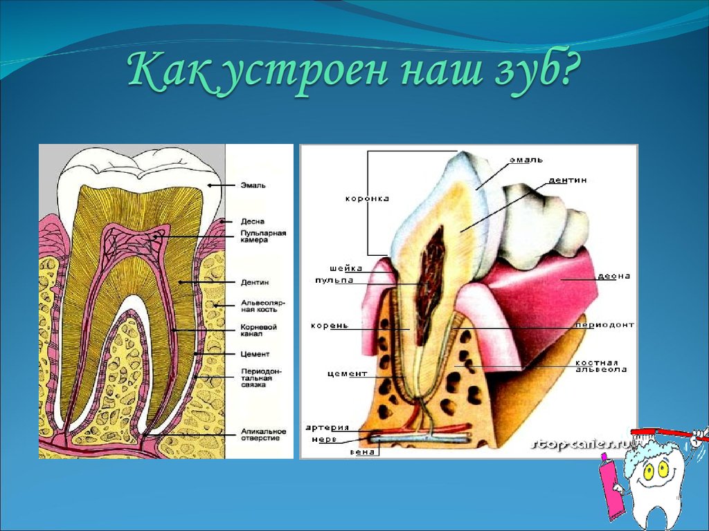 Почему болит зуб. Как устроены наши зубы. Почему болят зубы презентация.