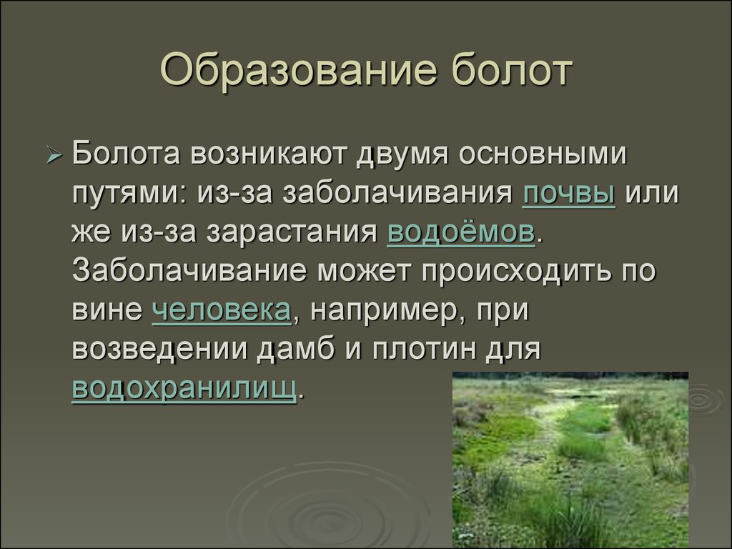 Текст болото идет параллельно. Презентация о болоте. Образование болот. Презентация на тему болота. Причины образования болот.