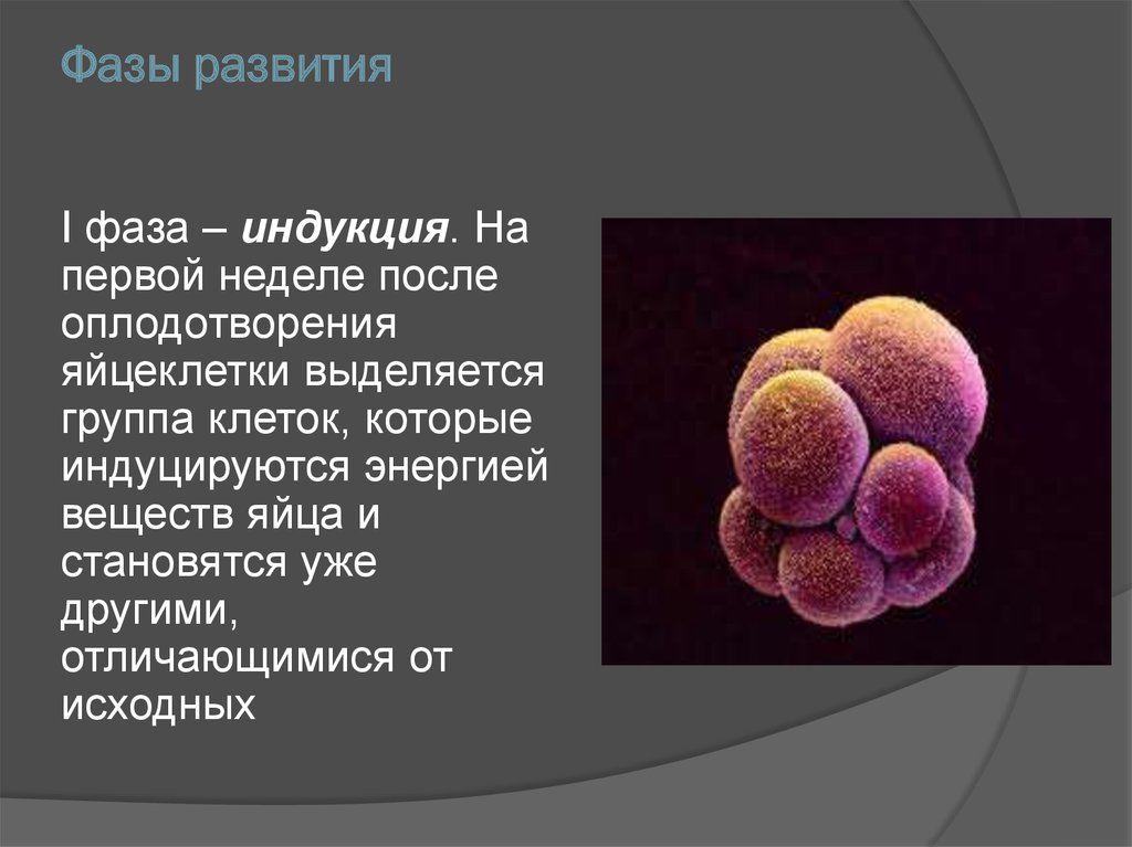 Фазы развития