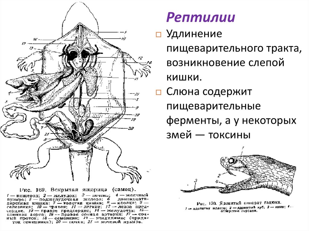 Схема пищеварительной системы пресмыкающихся