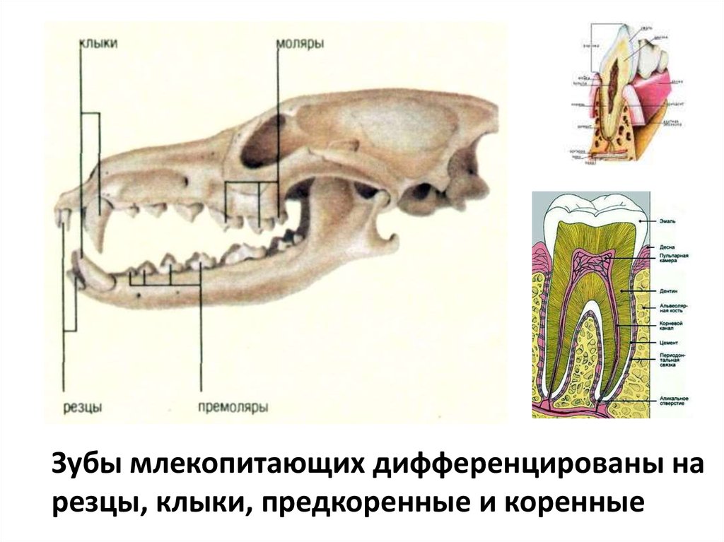 Зубы млекопитающих рисунок