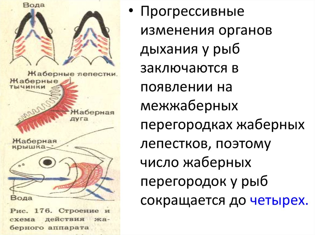 Легочное дыхание у хордовых. Филогенез дыхательной системы рыб. Жаберные дуги рыб выполняют функцию. Прогрессивные изменения в органах дыхания рептилий. Филогенез конечностей рыб.