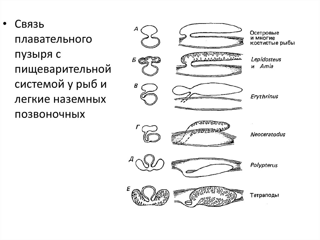 Плавательный пузырь какая система. Филогенез пищеварительной системы беспозвоночных. Филогенез пищеварительной системы рыб. Филогенез пищеварительной и дыхательной систем позвоночных животных. Филогенез пищеварительной системы позвоночных животных таблица.