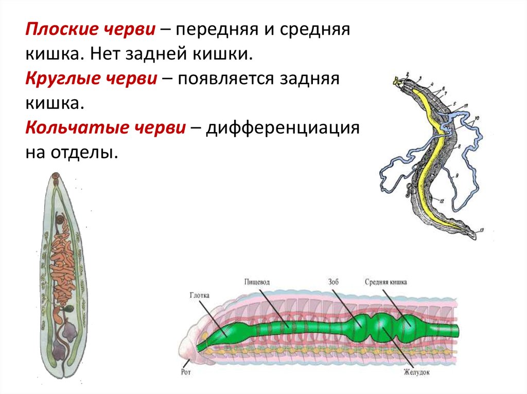 Усложнение червей. Плоские черви круглые черви кольчатые. Пищеварительная система плоских червей. Пищеварительная система плоских червей кольчатые черви. Отделы кишечника кольчатых червей.