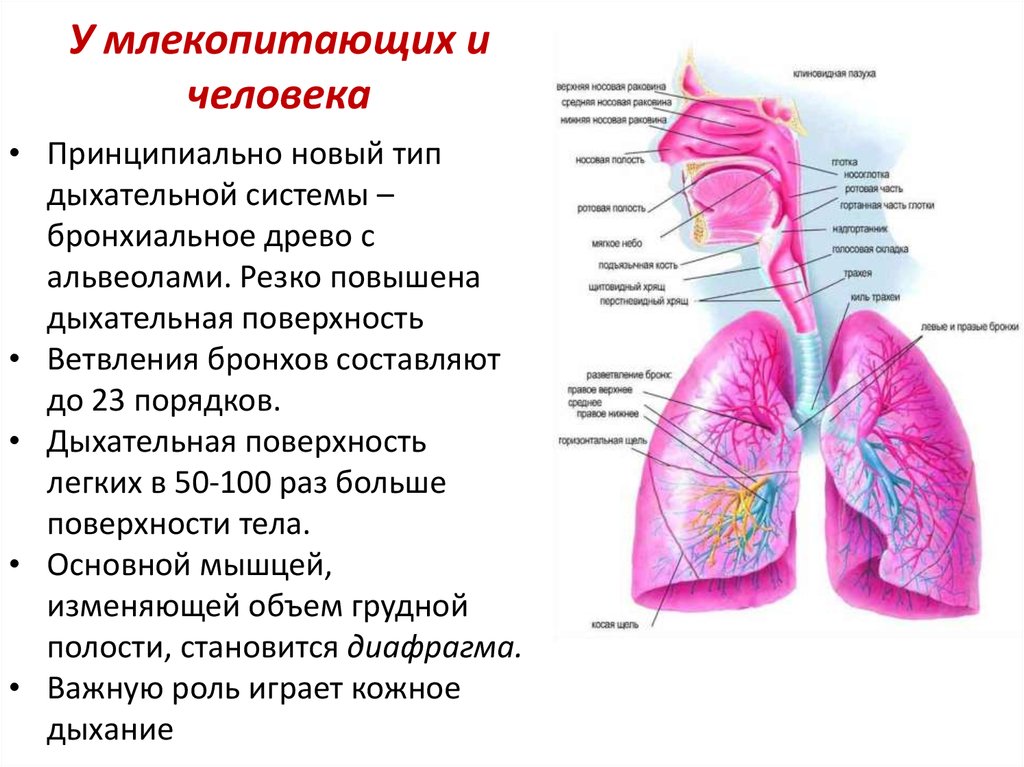 Площадь дыхательной поверхности легких человека. Дыхательная поверхность легких. Дыхательная поверхность легких человека. Дыхательная поверхность лёгких образована. Дыхательная система млекопитающих и человека.