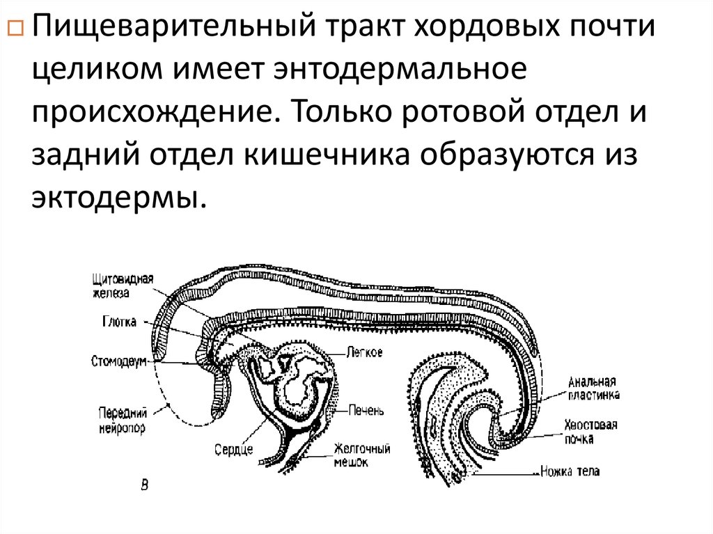 Общий план строения пищеварительной системы хордовых