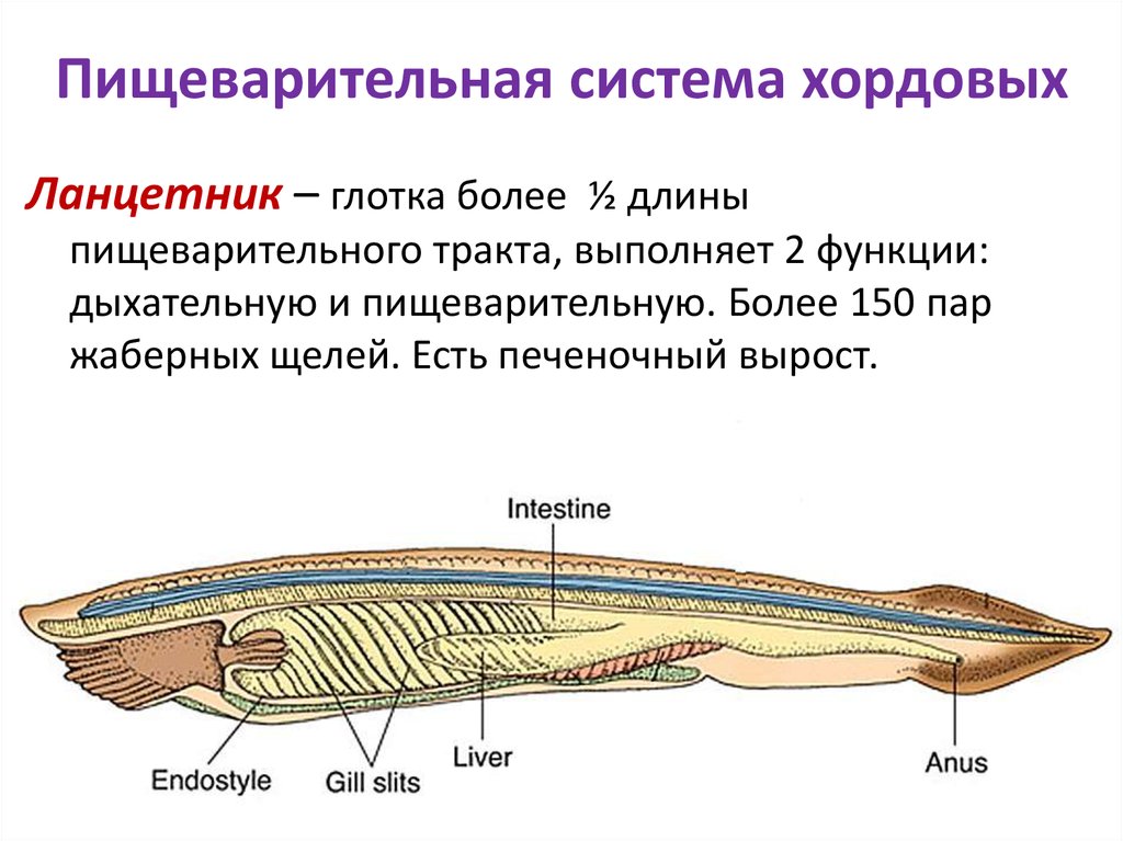 Общий план строения пищеварительной системы хордовых