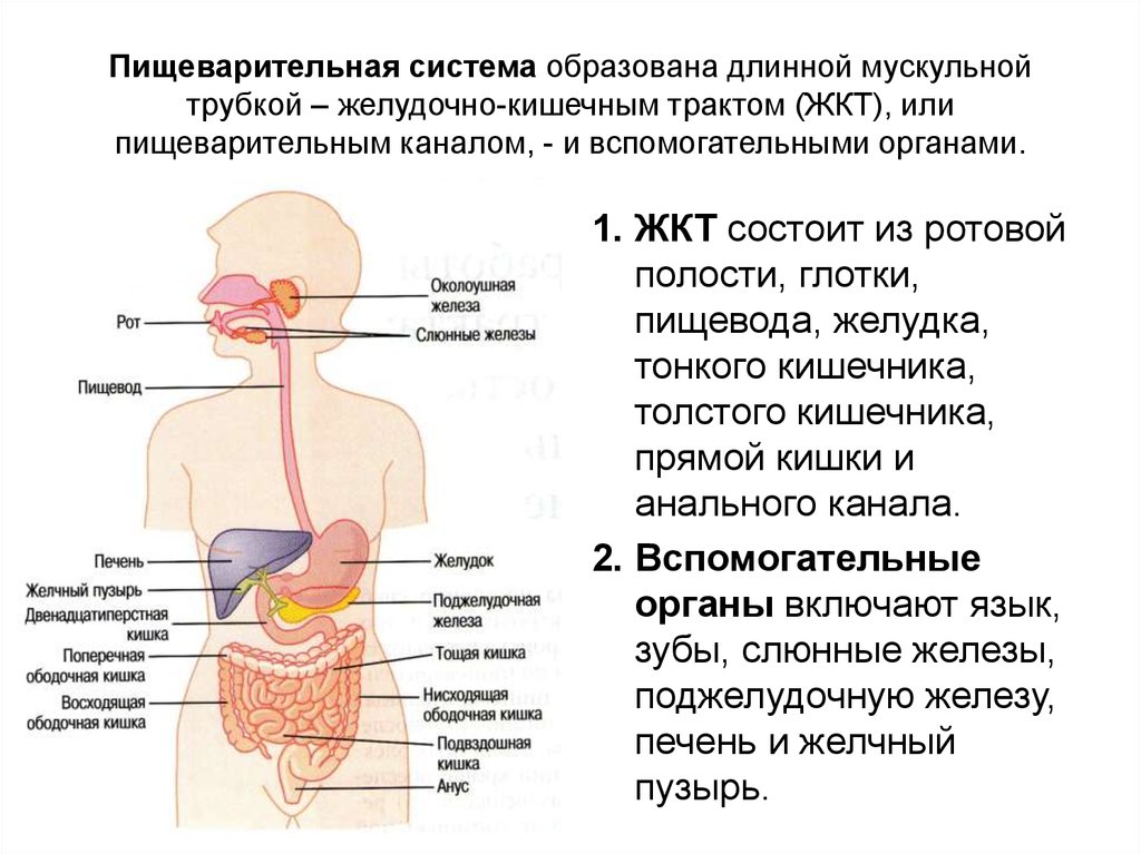 Пищеварительная система состоит из. Пищеварительная система состоит из пищеварительной. Отделы пищеварительной системы физиология. ЖКТ системы пищеварения органы.