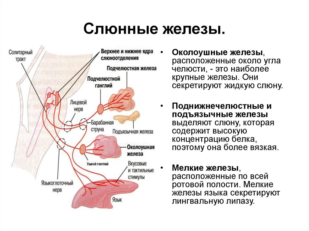 Железа вырабатывающая слюну. Слюнные железы топография, строение и функции анатомия. Схема слюнной протоки и железы. Проток околоушной железы анатомия. Функции околоушной слюнной железы.