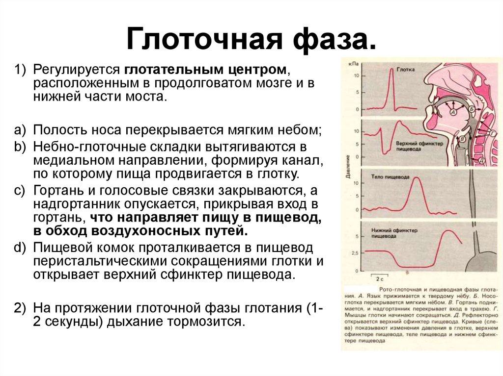 Глоточный рефлекс. Физиология глотания его фазы регуляция. Фазы акта глотания физиология. Глотание его фазы и механизмы. Глоточная фаза глотания.