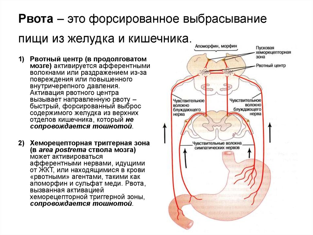 Рефлекторное желудка. Рвотный рефлекс физиология. Схема рвотного рефлекса. Механизм рвоты. Физиологические механизмы рвоты.