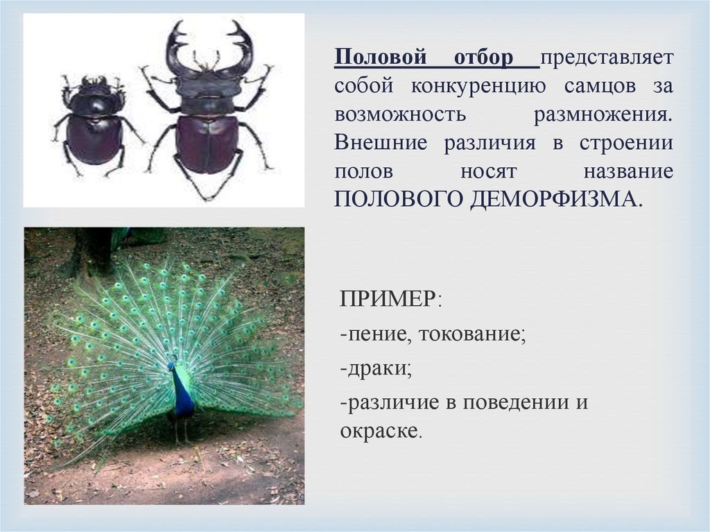 Естественный отбор биология презентация