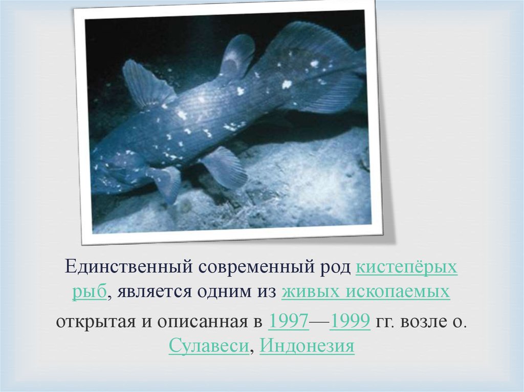 Единственный современный род кистепёрых рыб, является одним из живых ископаемых