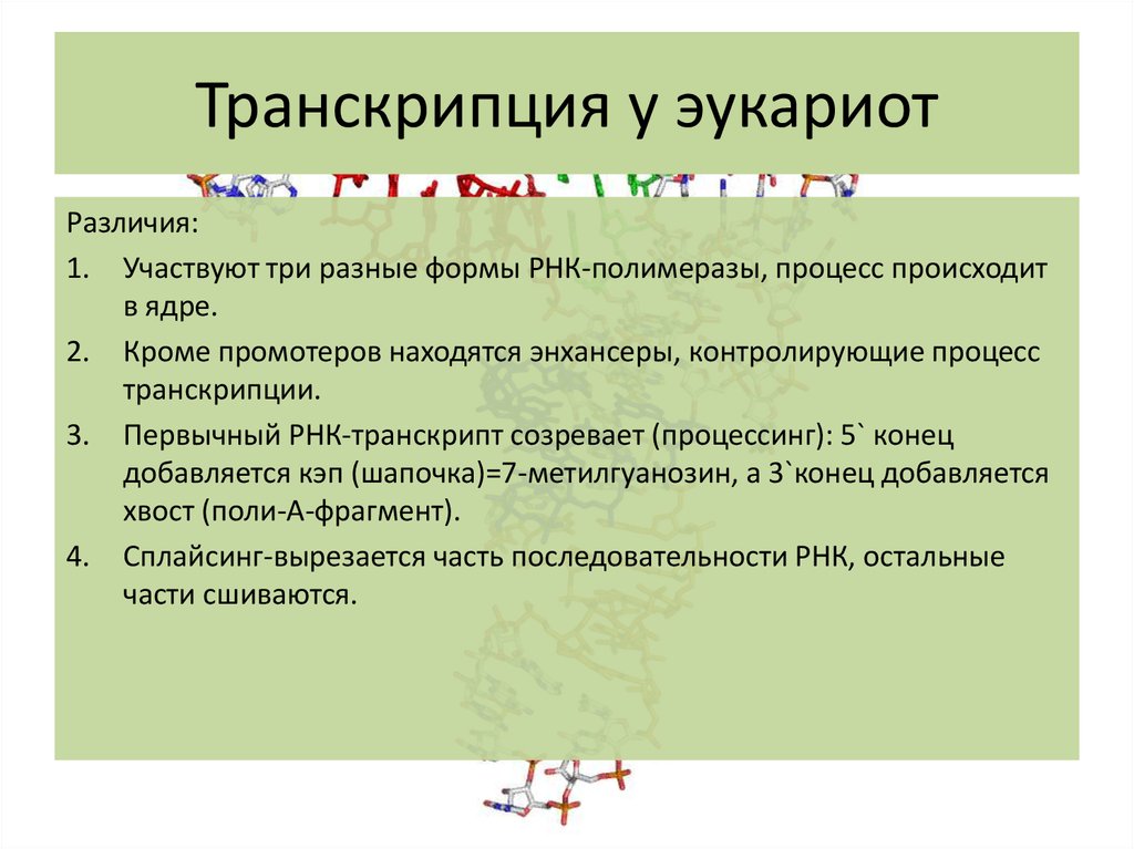 Этапы транскрипции у эукариот