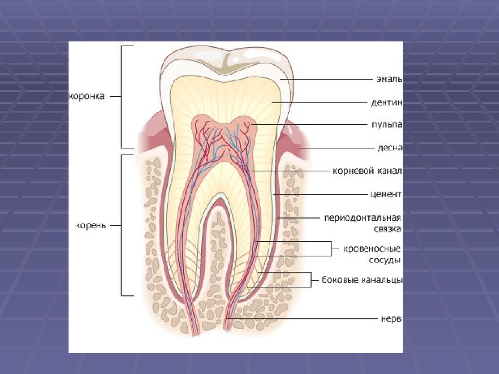 Пульпа зуба. Коронковая и корневая пульпа. Строение коронковой и корневой пульпы.