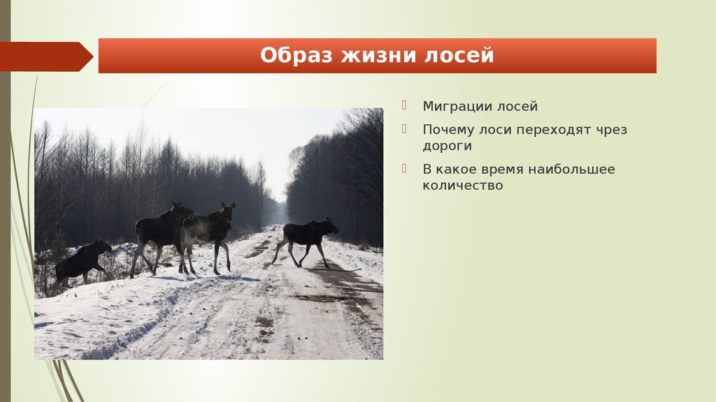 Лось продолжительность. Образ жизни лося. Миграция лосей. Пути миграции лося. Лось в жизни.