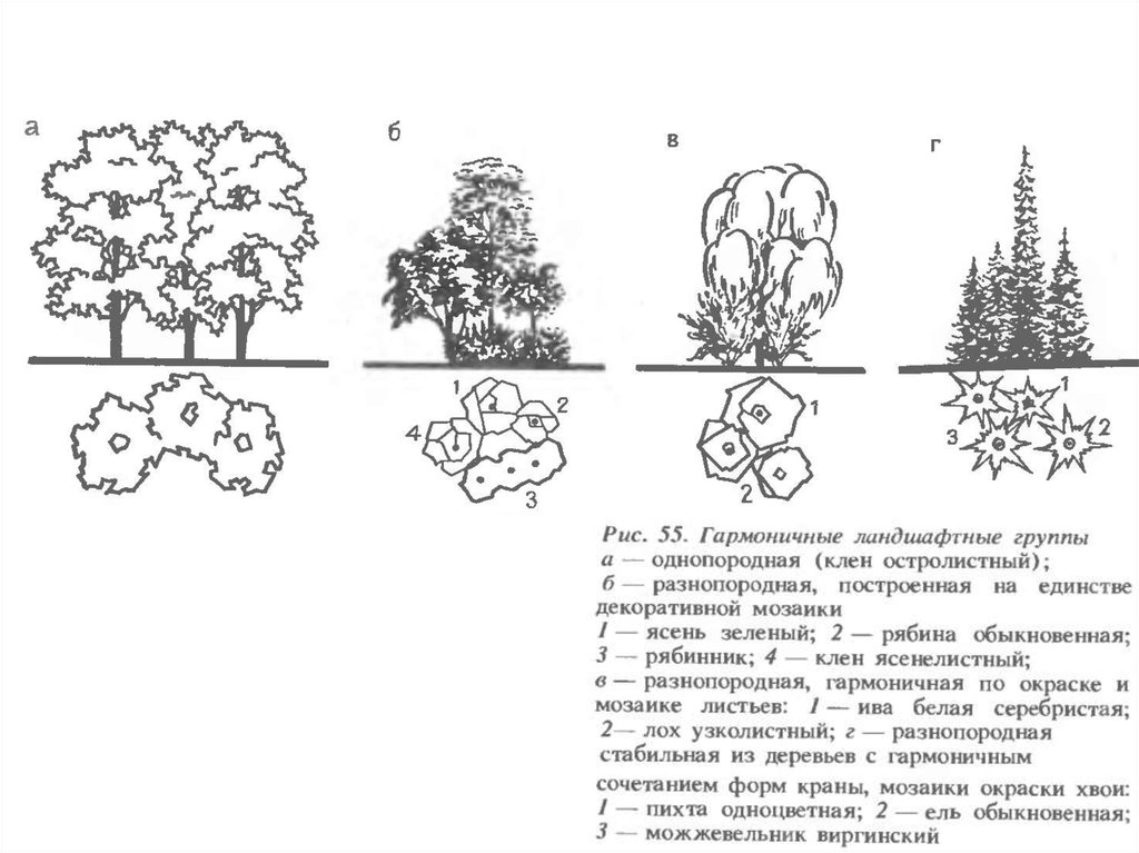 Три группы деревьев. Схема древесно кустарниковых насаждений. Лиственница Сибирская древесно кустарниковые композиции. Схема древесно кустарниковой группы 3.8. Древесно кустарниковая группа схема.