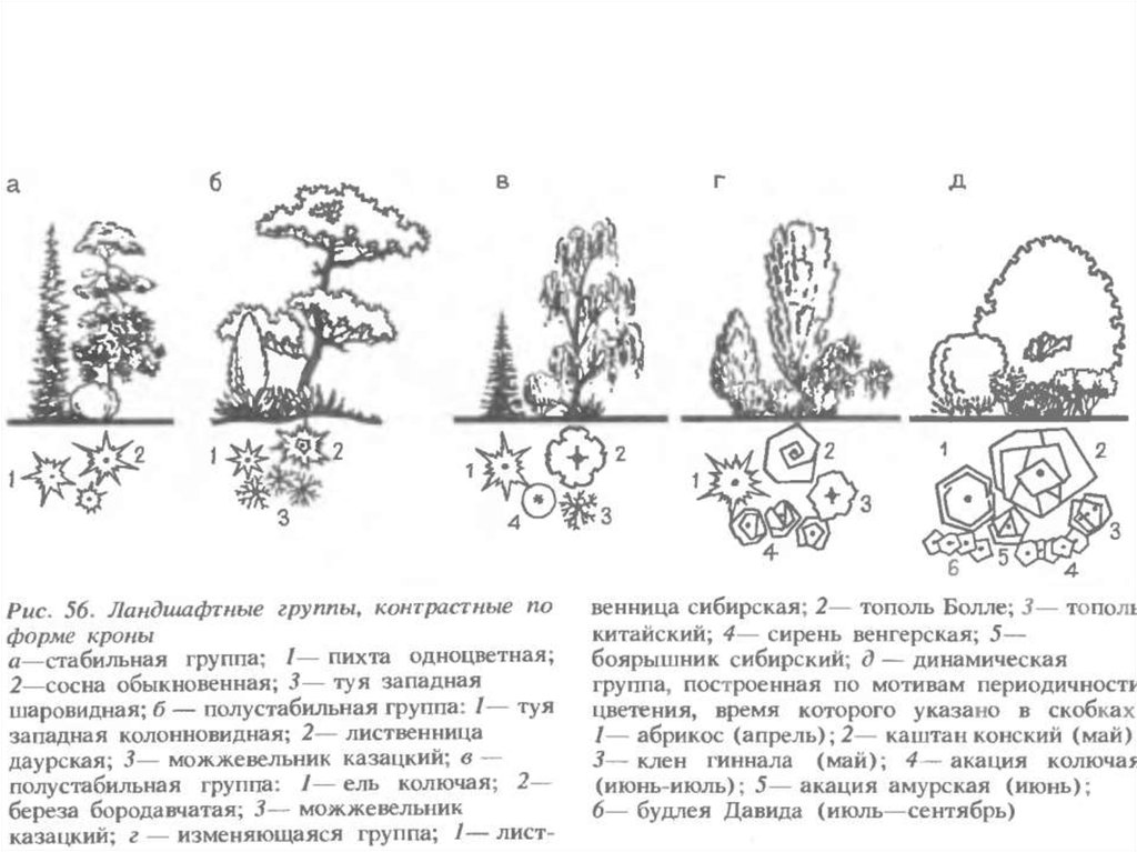 5 группа деревьев. Схема посадки можжевельника казацкого. Клумба из хвойников и кустарников схема. Ландшафтные группы, контрастные по форме кроны. Схема посадки древесно-кустарниковых.