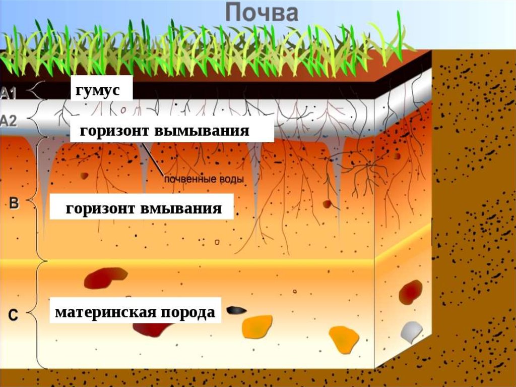 Схема слоев почвы