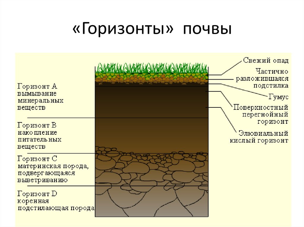 Установите последовательность образования почвы. Строение почвы почвенные горизонты. Строение почвы подвесные горезонты. Структура почвы почвенные горизонты. Строение почвенного профиля почвенные горизонты.
