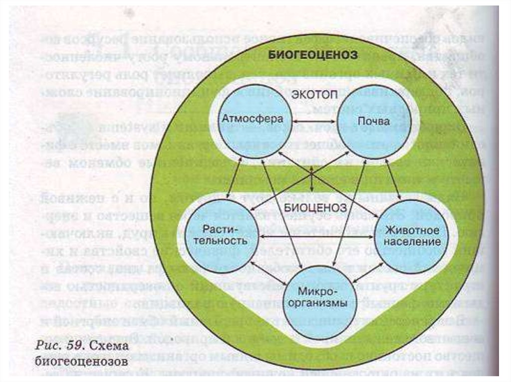 Какие из известных вам сообществ и экосистем. Биоценоз биогеоценоз Экотоп. Биогеоценоз экосистема и Биосфера 9 класс. Схема биогеоценоза. Структура биогеоценоза схема.