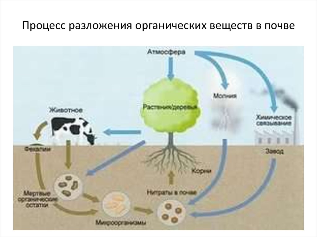 Процесс разложения органических веществ в почве