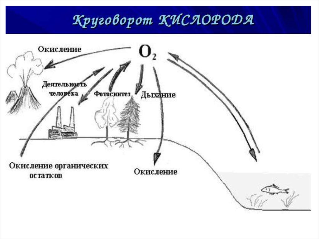 Углекислый газ схема