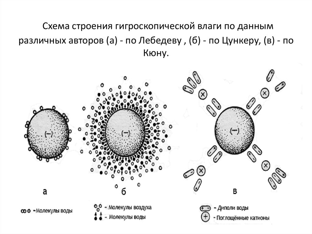 Схема строения гигроскопической влаги по данным различных авторов (а) - по Лебедеву , (б) - по Цункеру, (в) - по Кюну.