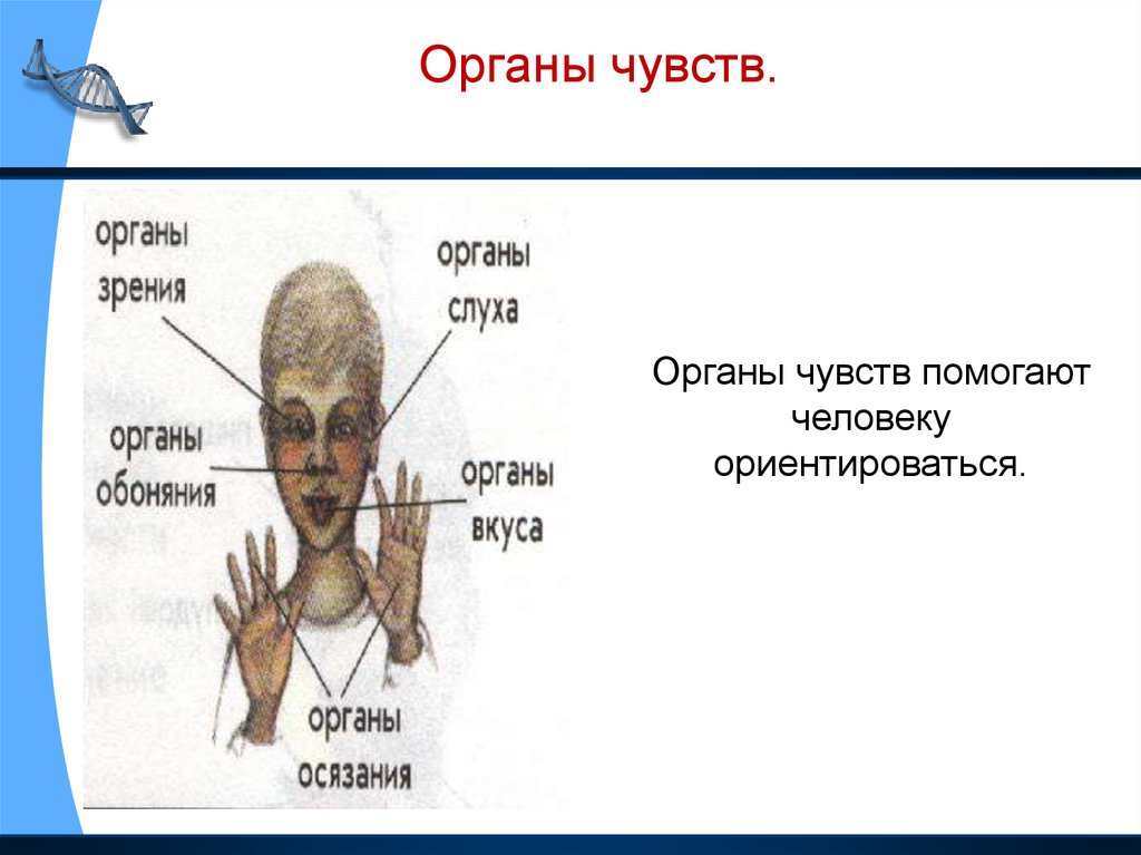 Проект про человека