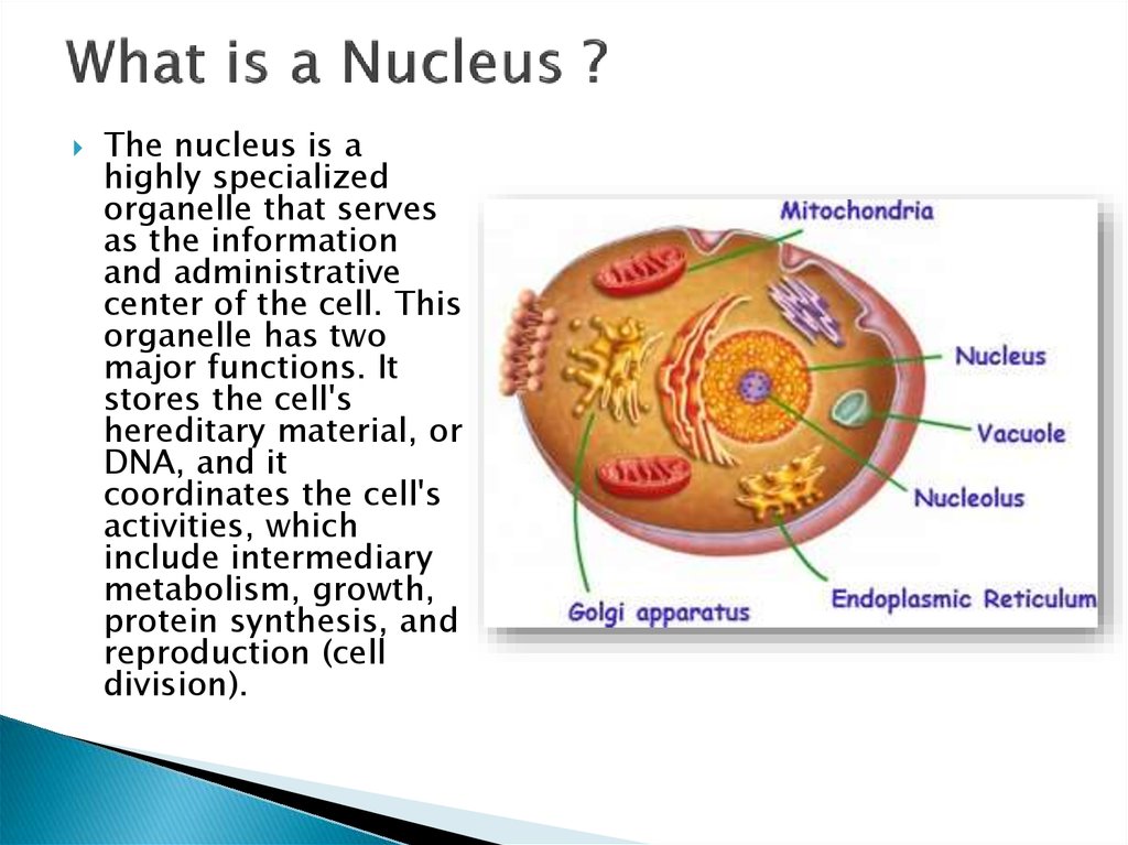 Plant Cell Nucleus - online presentation