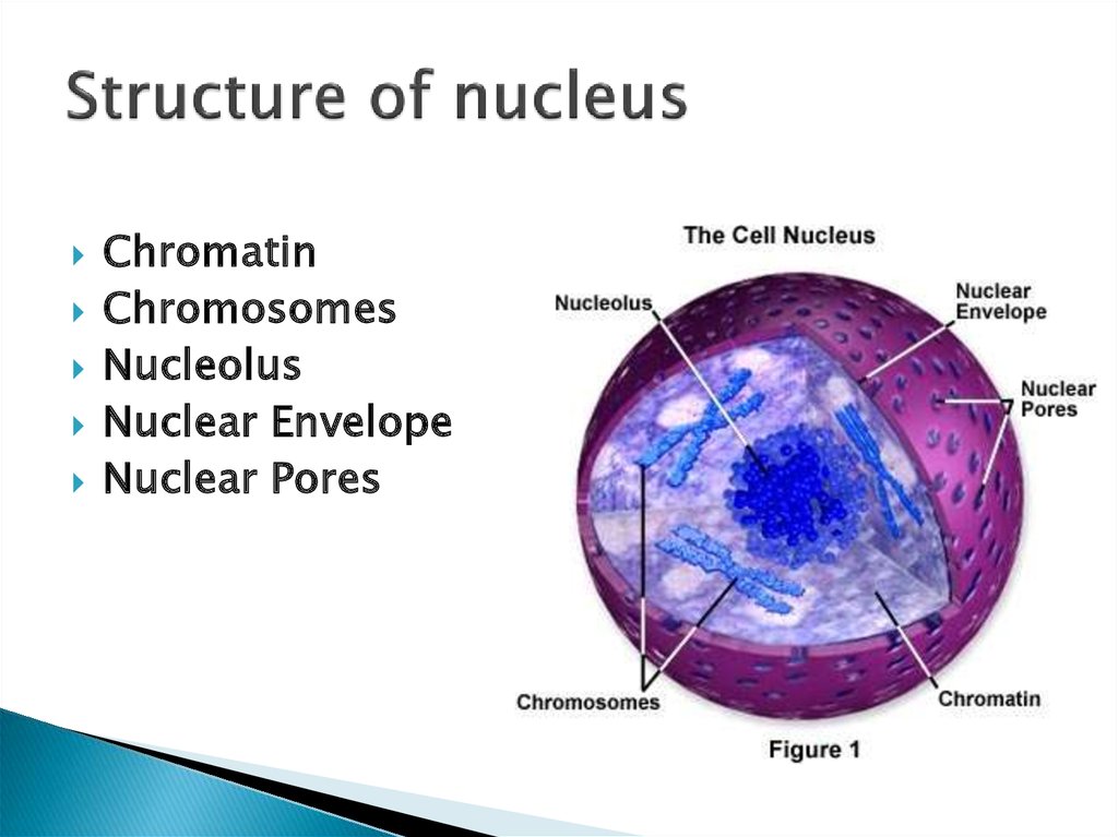 Plant Cell Nucleus - презентация онлайн