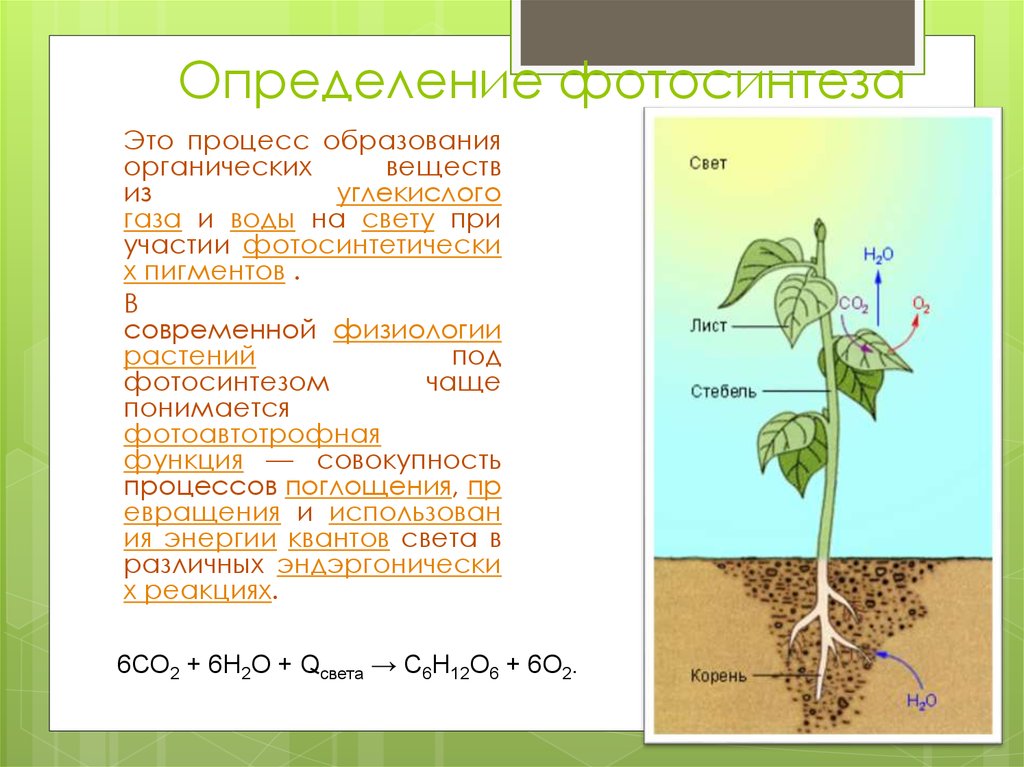 От какого фактора зависит поглощение воды растением. Образование органических веществ в растении. Процесс образования органических веществ. Вещества участвующие в фотосинтезе и дыхании растений. Фотосинтез физиология растений.