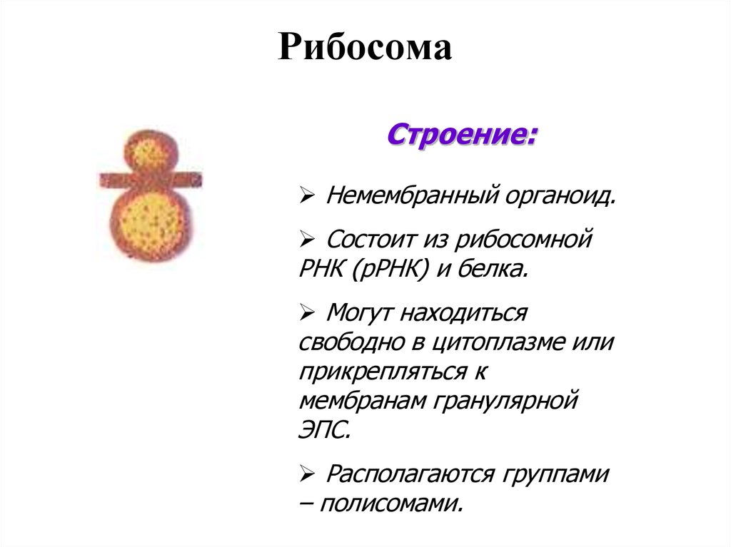 Функции органоидов бактерий