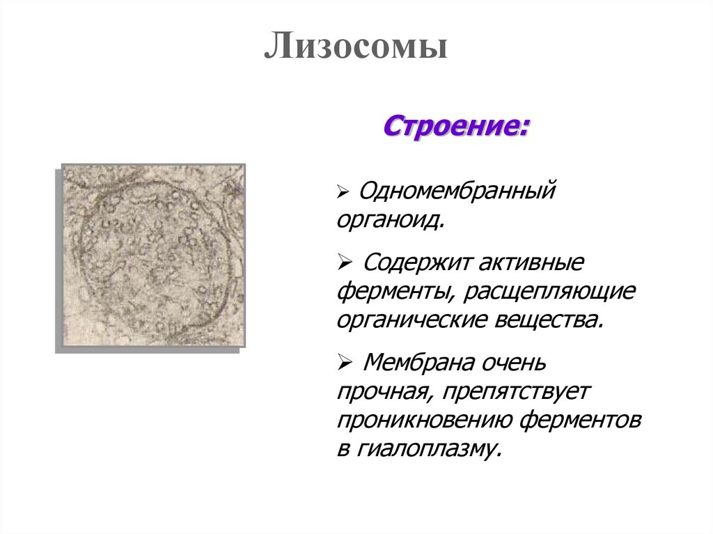 Лизосомы содержат. Строение мембраны лизосомы. Мембраны лизосом фукцмм. Мембрана лизосом функции. Лизосома одномембранный.